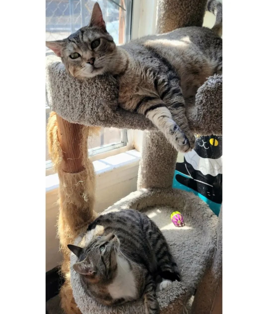 Bastet Cat Café rifará boletos para el concierto de Harry Styles con el fin de recaudar fondos para la atención y protección de gatos rescatados. Foto: Redes.