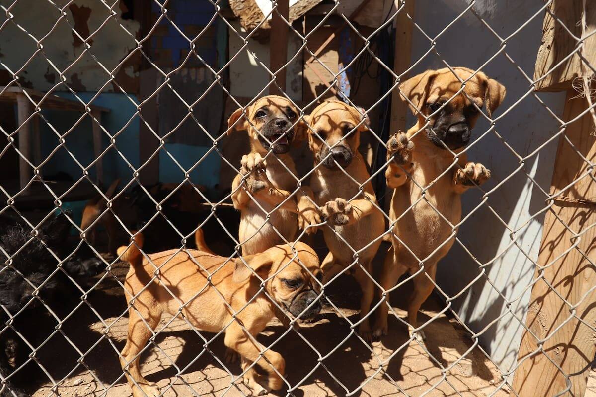 Supervisan estancia de animales