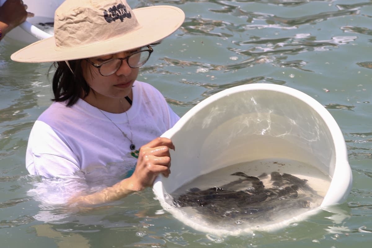 Totoaba cultivada genera ganancias en San Felipe