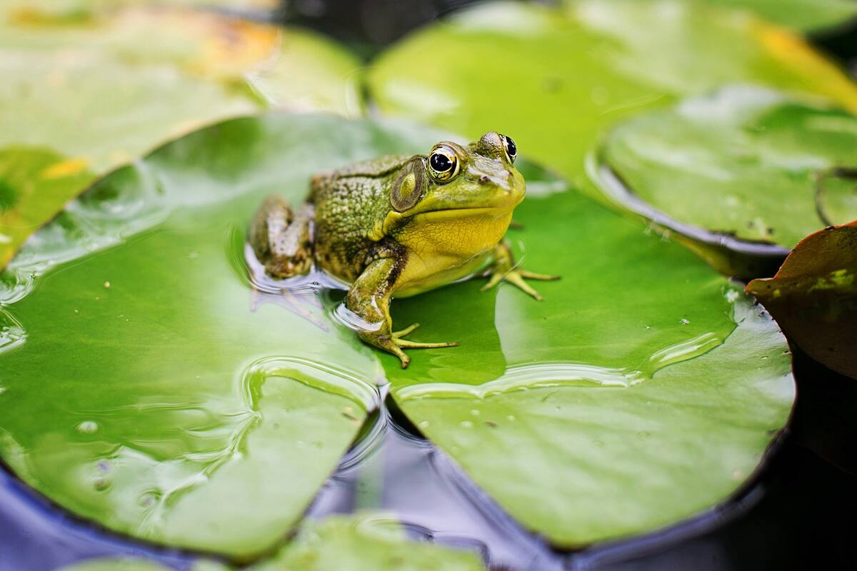 Encuentran una rana viva dentro de un pimiento verde