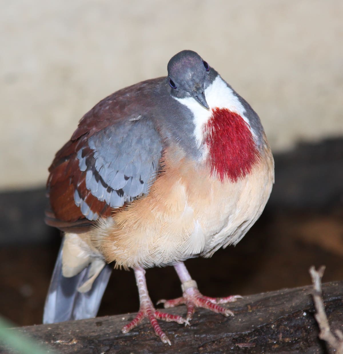 Imagen tomada de Wikipedia