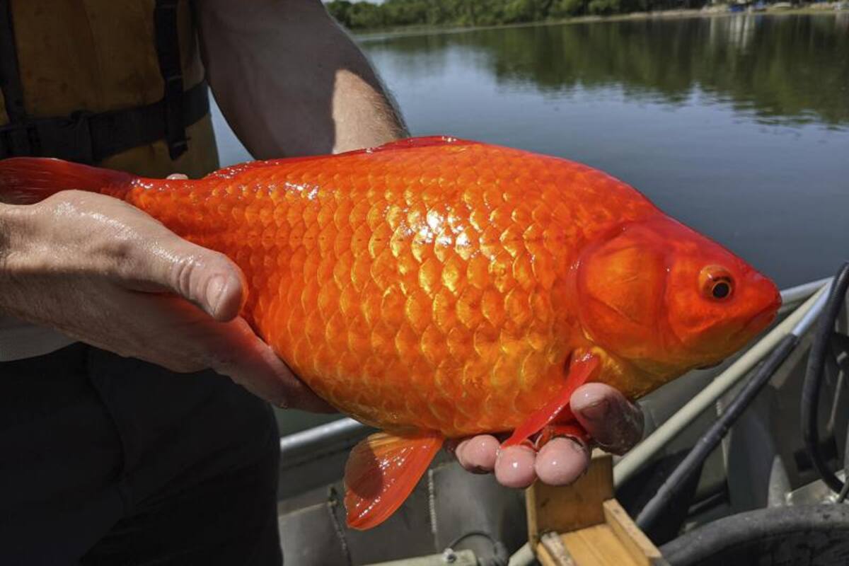Encuentran peces dorados en lagos de Minnesota