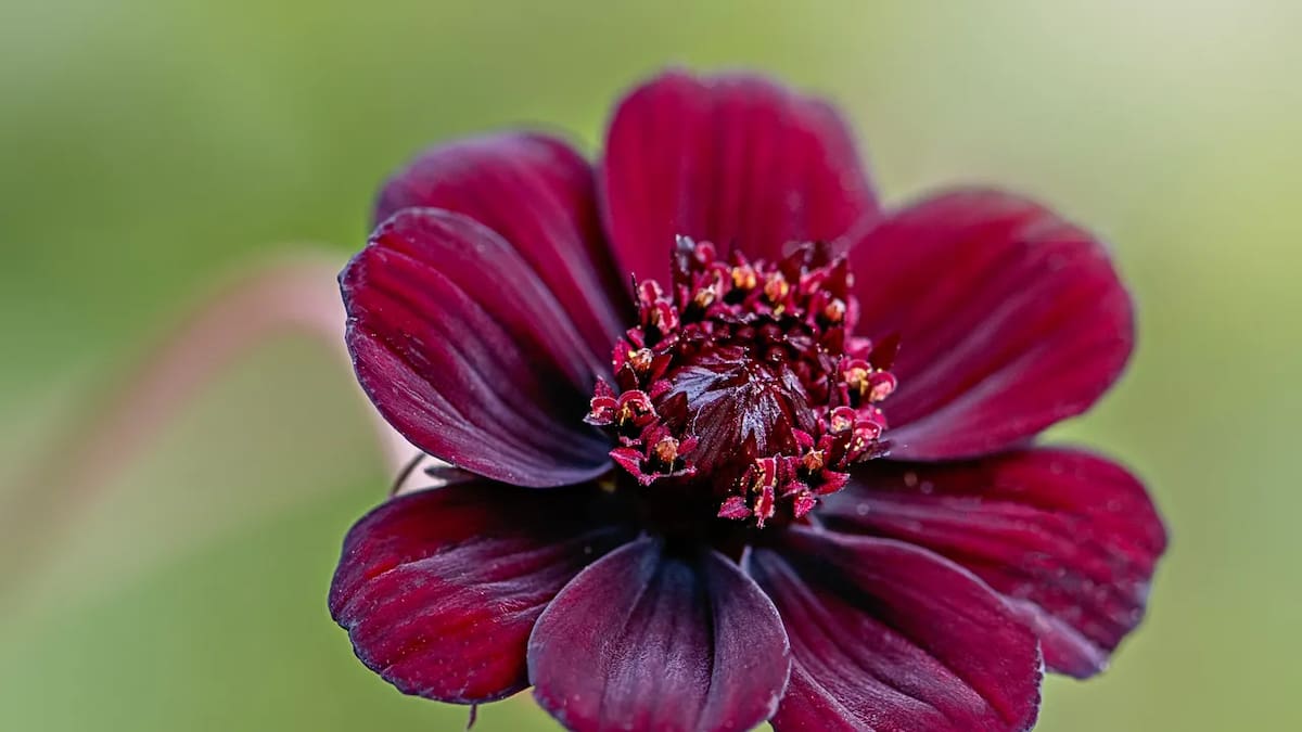 Cosmos Chocolate