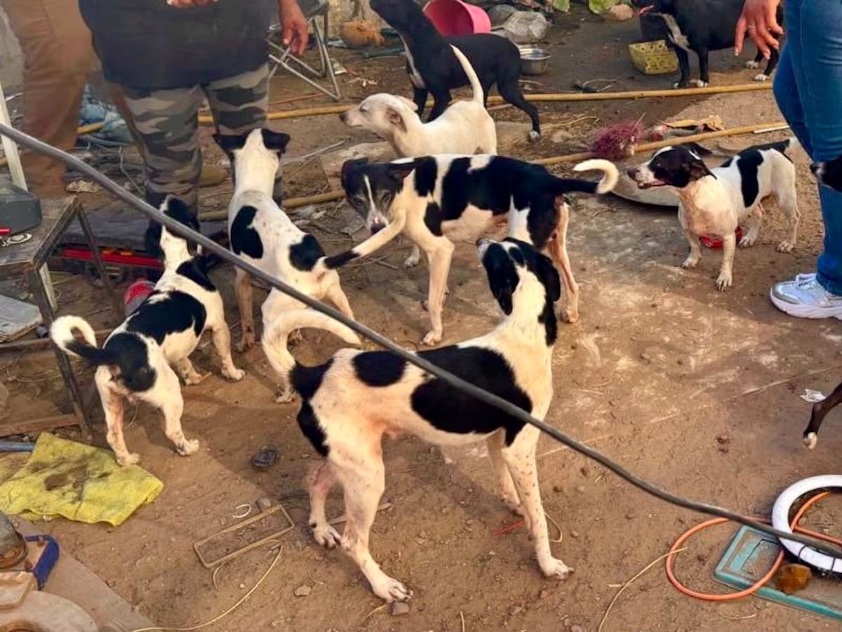 La Fiscalía de Baja California aseguró a 21 perros con desnutrición, garrapatas y enfermedades durante un cateo; permanecerán en resguardo temporal mientras continúa la investigación.
Fotos: Cortesía.