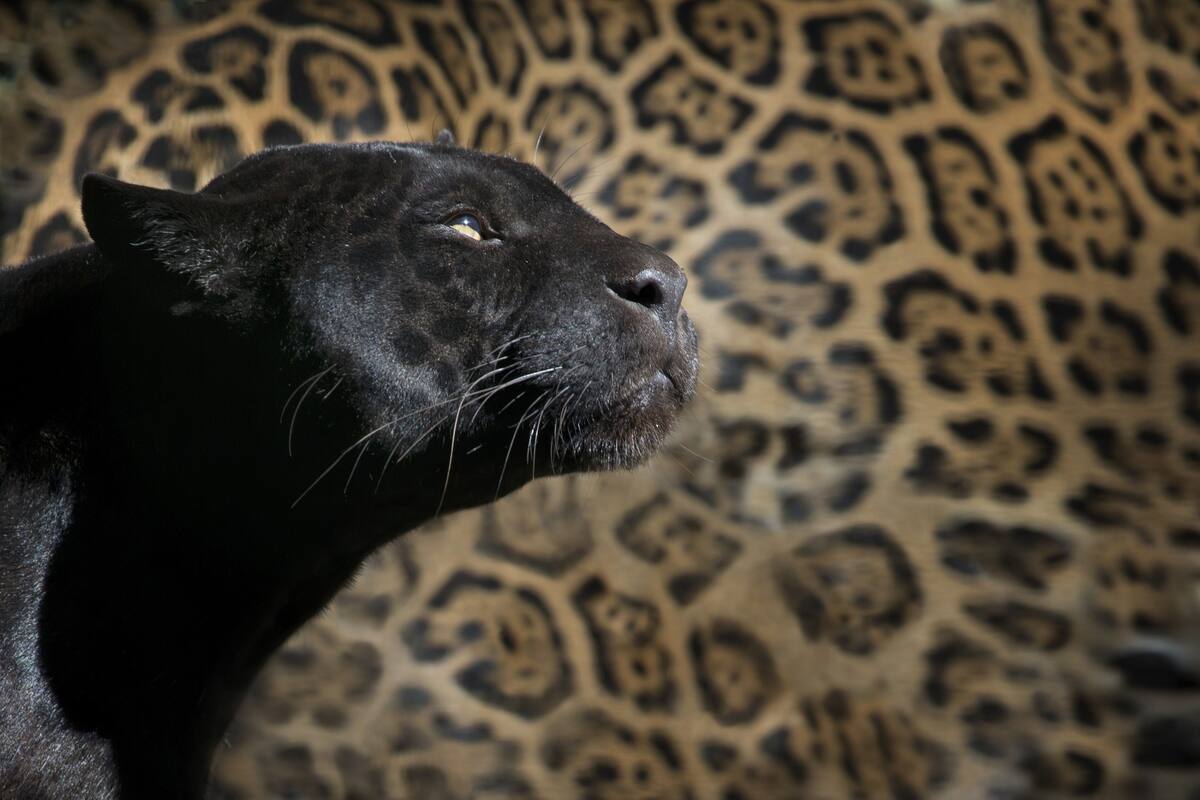 VIDEO: Hombre en EU paga por "experiencia" con leopardo que lo ataca salvajemente