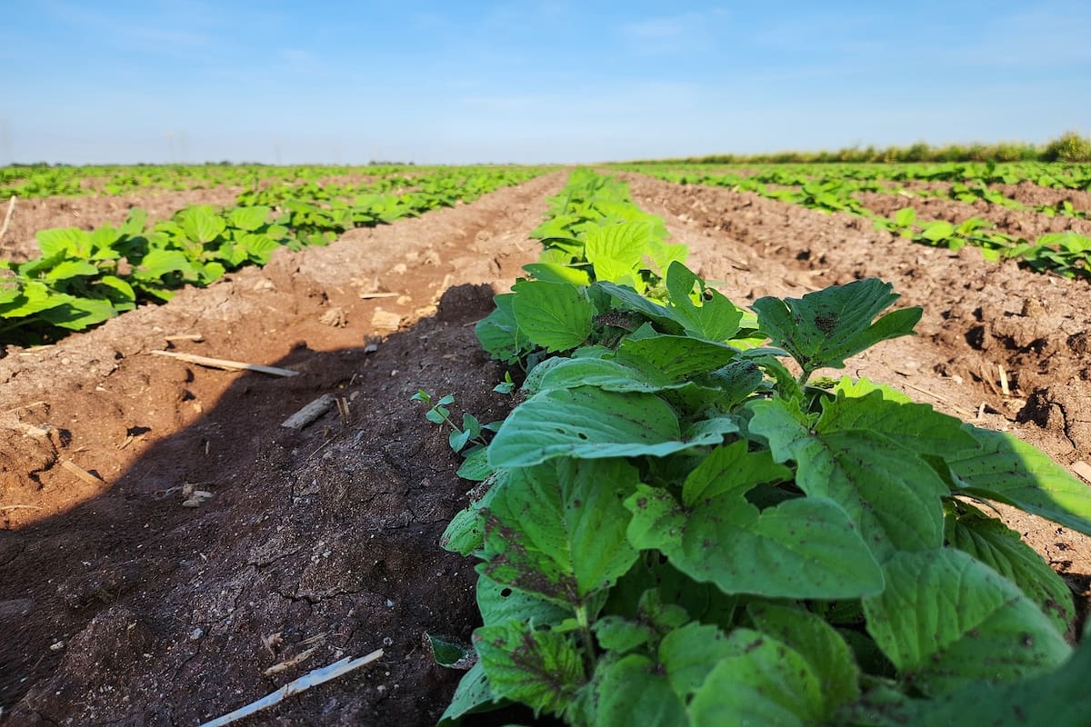 Ajonjolí gana terreno en el sur de Sonora como cultivo rentable y de bajo consumo de agua