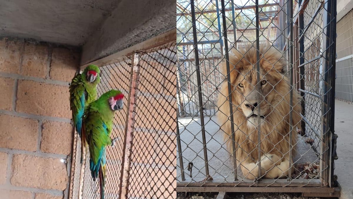 La Secretaría de Seguridad y Paz confirmó el aseguramiento de cuatro animales exóticos en Celaya, con un valor estimado de 420 mil pesos, en coordinación con la Profepa para su resguardo y evaluación