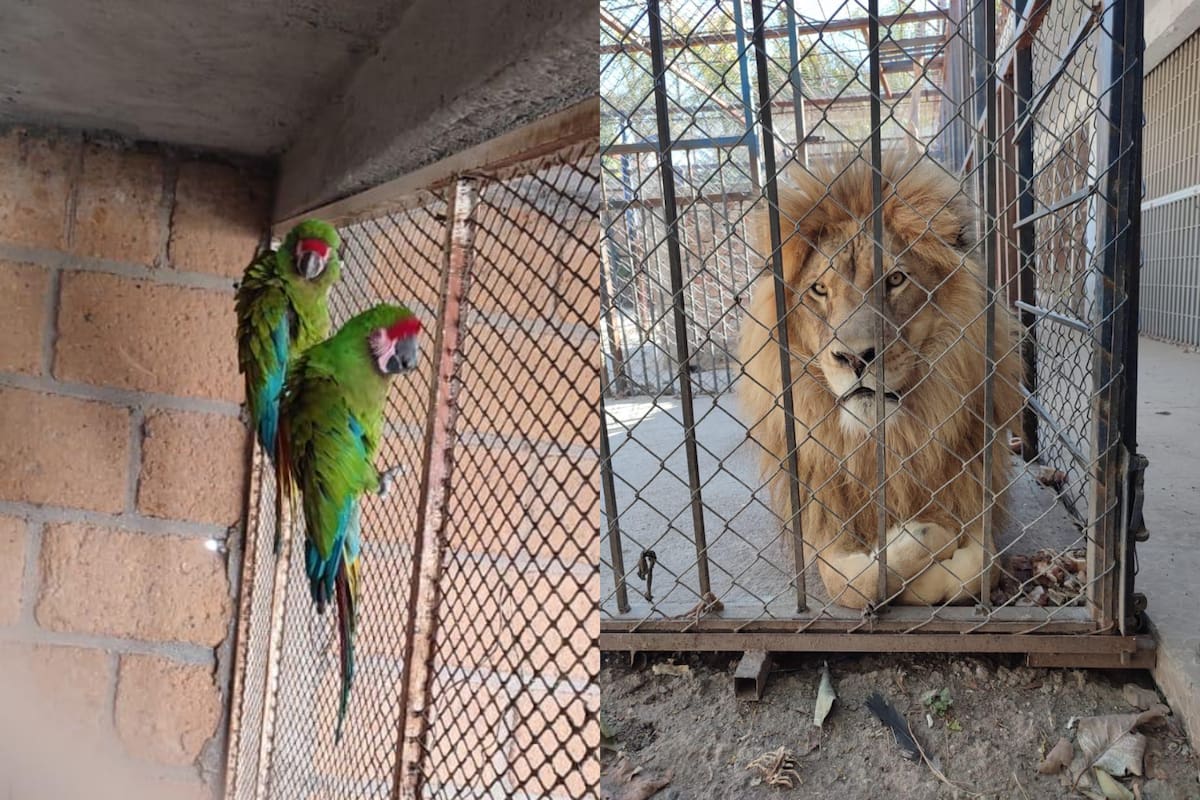 La Secretaría de Seguridad y Paz confirmó el aseguramiento de cuatro animales exóticos en Celaya, con un valor estimado de 420 mil pesos, en coordinación con la Profepa para su resguardo y evaluación