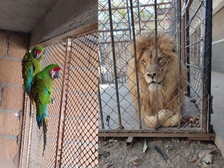 La Secretaría de Seguridad y Paz confirmó el aseguramiento de cuatro animales exóticos en Celaya, con un valor estimado de 420 mil pesos, en coordinación con la Profepa para su resguardo y evaluación