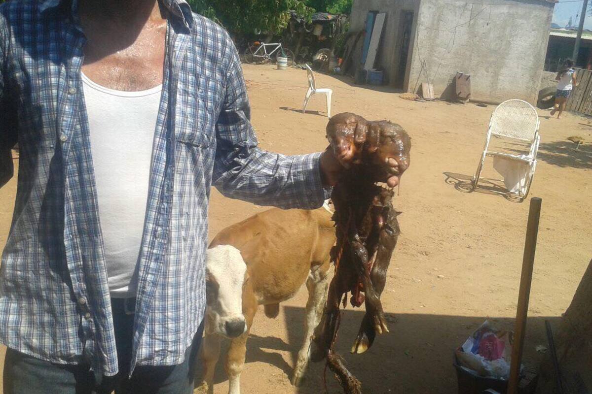 Nace chivo con dos cabezas en comunidad de Sonora