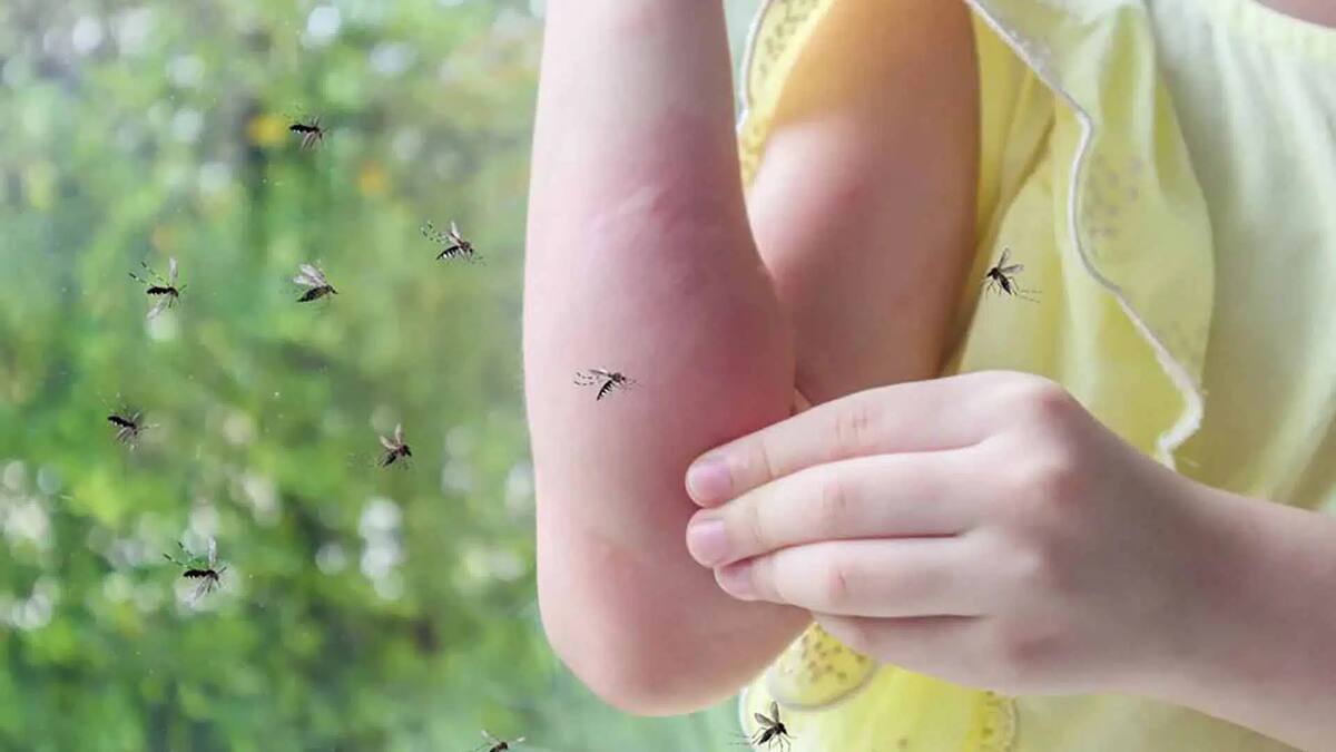 Ilustrativa de mosquitos. | Banco digital GH