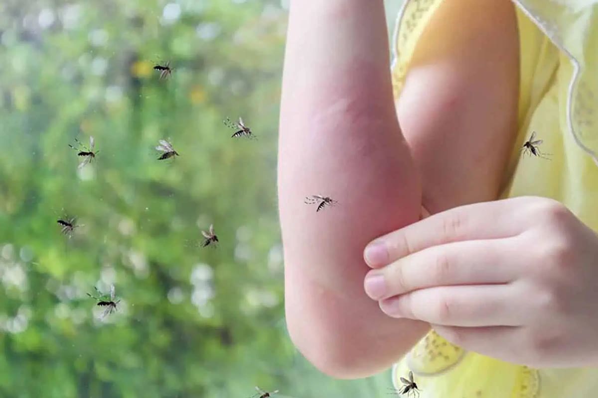 ¿Cuál es el único país del mundo sin mosquitos y por qué?