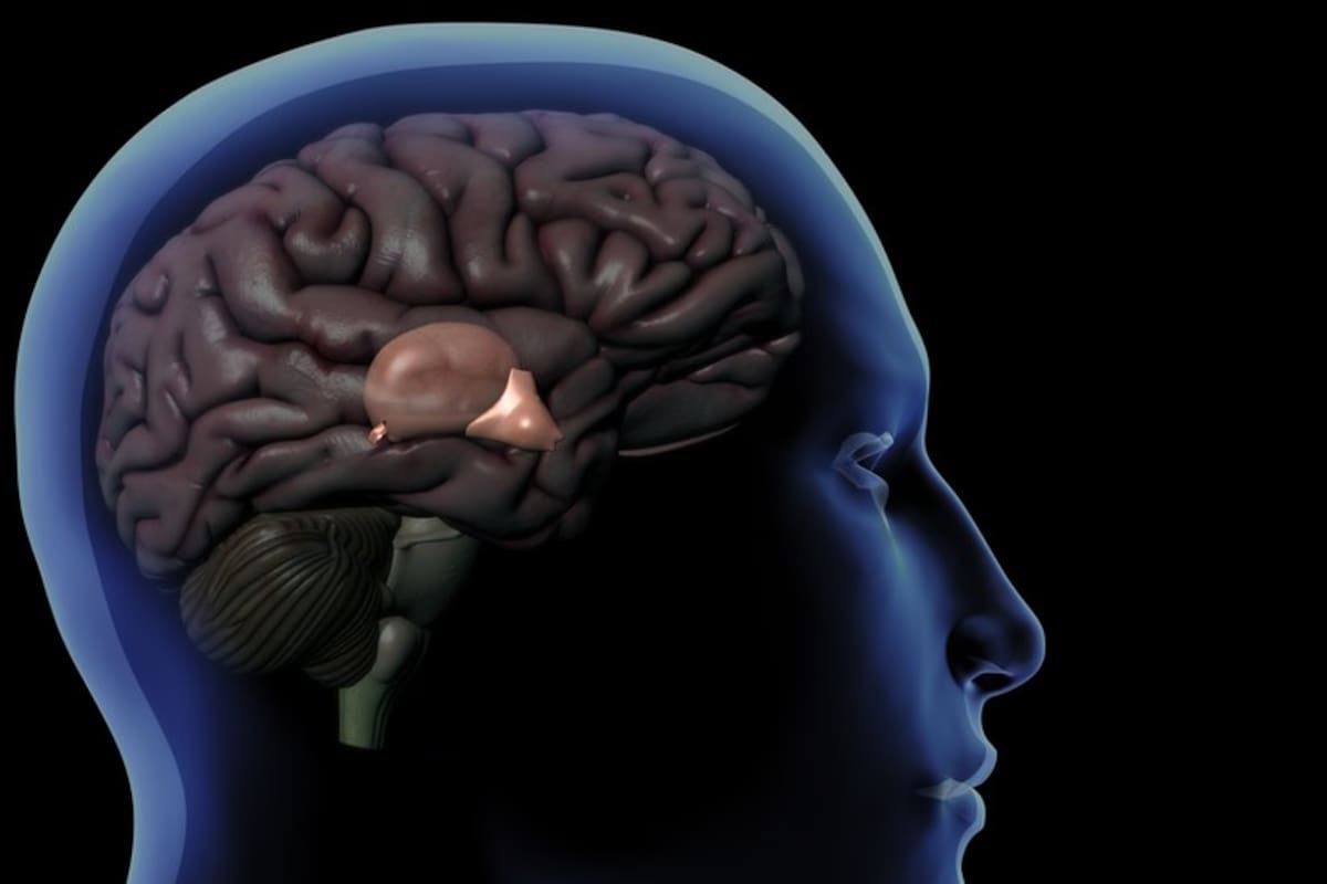 Cómo funciona la glándula pineal, el enigmático órgano que regula nuestro sueño