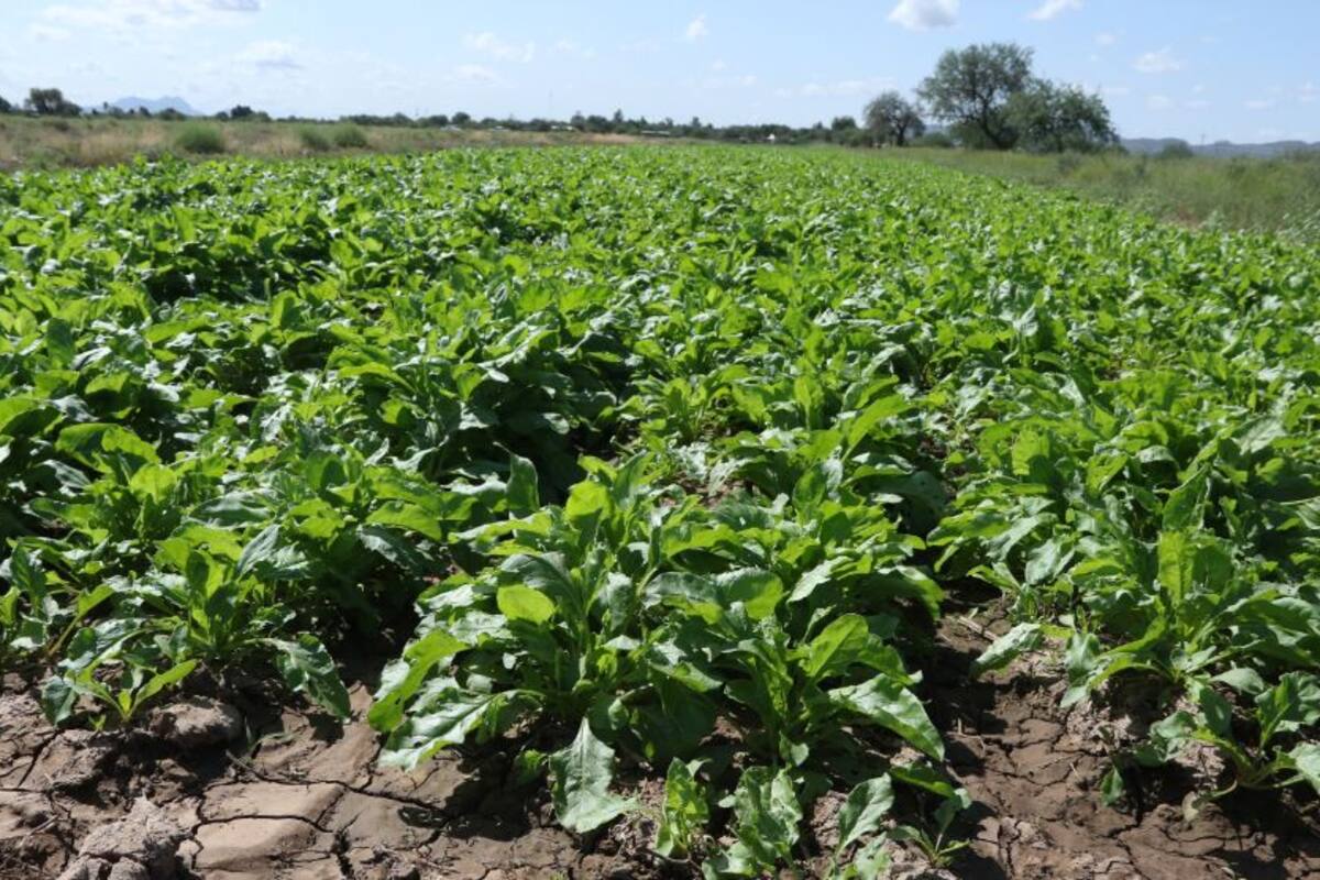 En puerta, cosecha de hortalizas en Zamora, Pesqueira, San Pedro El Saucito y El Tezajal