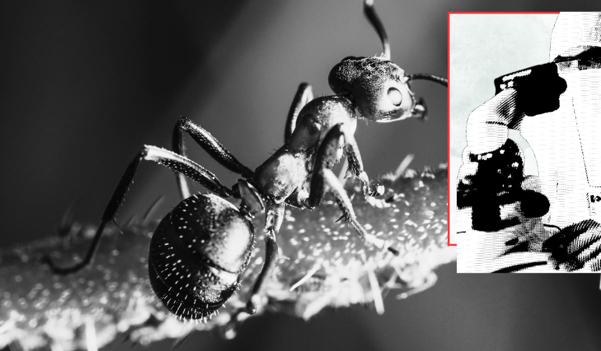 FOTOS: “Las nerfearon por el bien de la trama”
Así lucen las hormigas vistas a través de un microscopio y las imágenes desatan una ola de creatividad en redes sociales