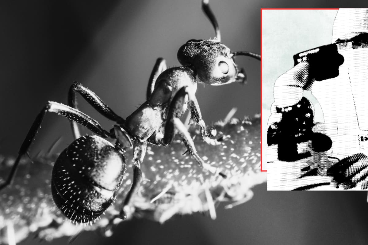 FOTOS: “Las nerfearon por el bien de la trama” Así lucen las hormigas vistas a través de un microscopio y las imágenes desatan una ola de creatividad en redes sociales