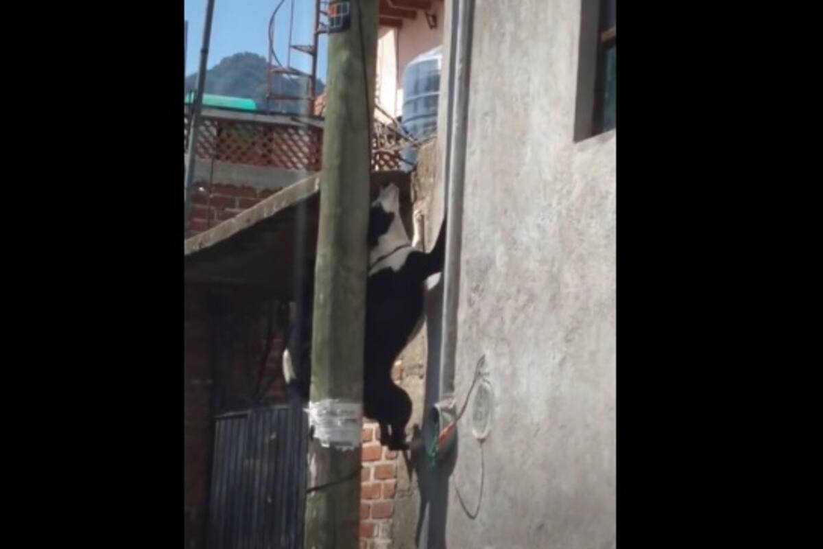 Perrito 'Spiderman' escala muro y se hace viral en TikTok