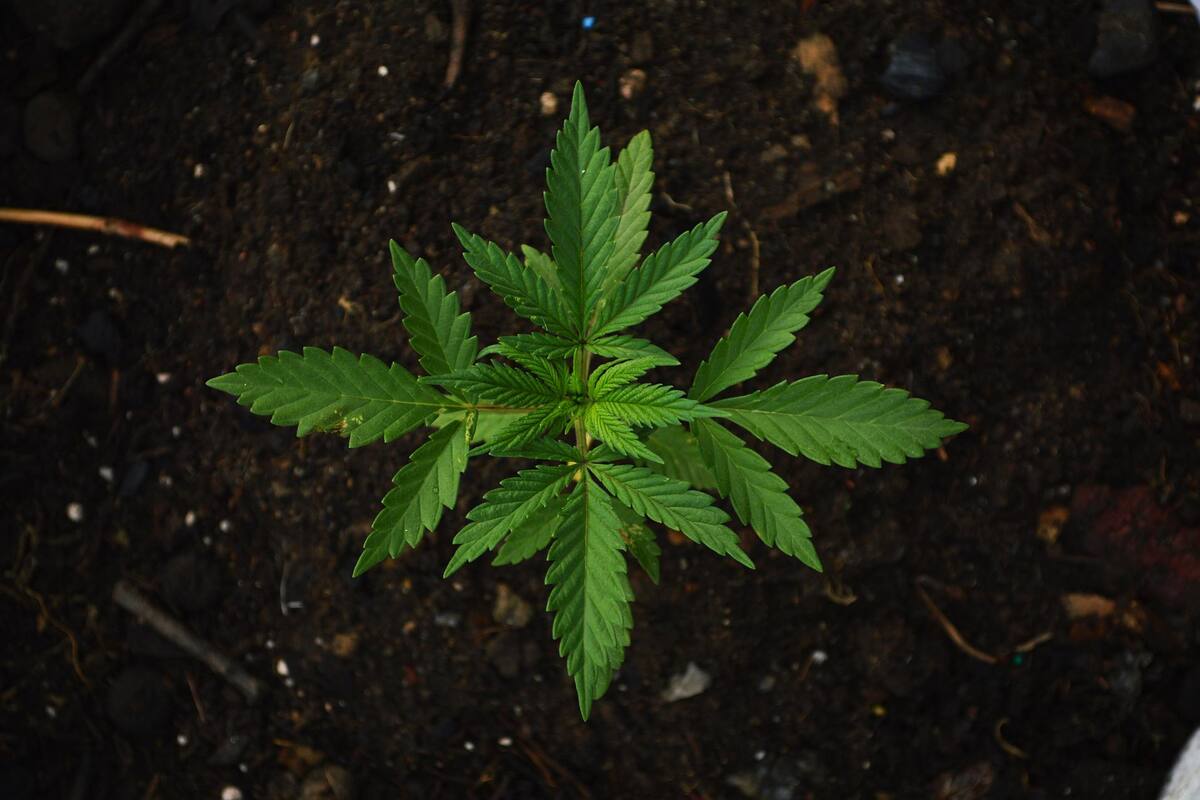 Día Mundial de la Mariguana: ¿Cuál es el origen del 4/20?