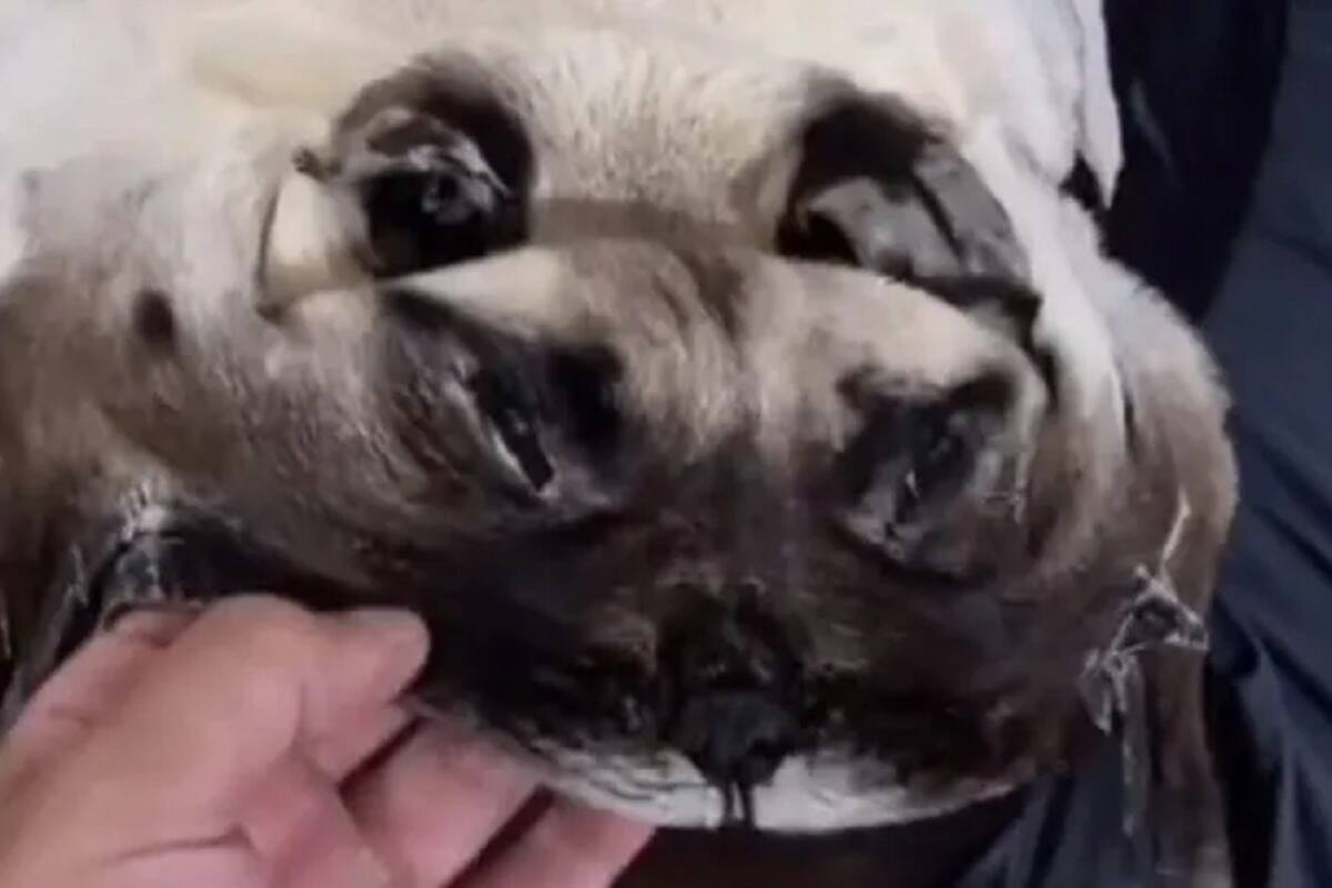 Video viral: Hombre realiza tapete con la piel de su fallecida mascota