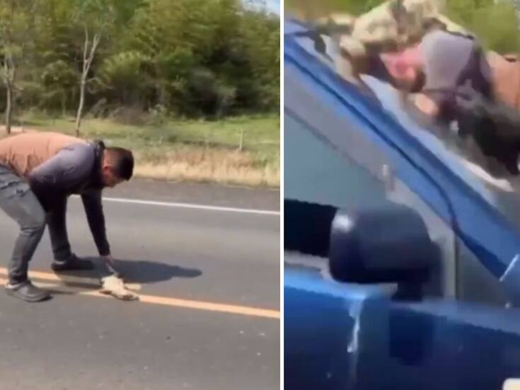 VIDEO: Hombre es atropellado al intentar ayudar a un lagarto en la carretera
