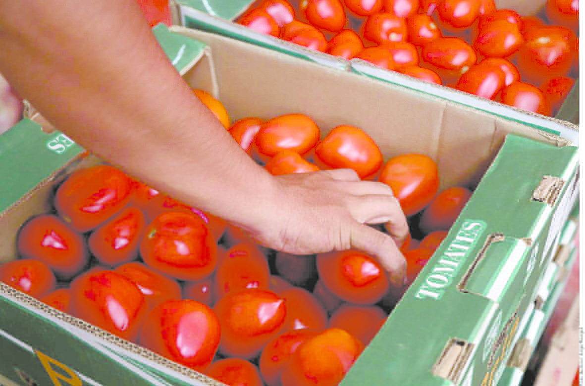 Baja la comercialización de tomate a EU