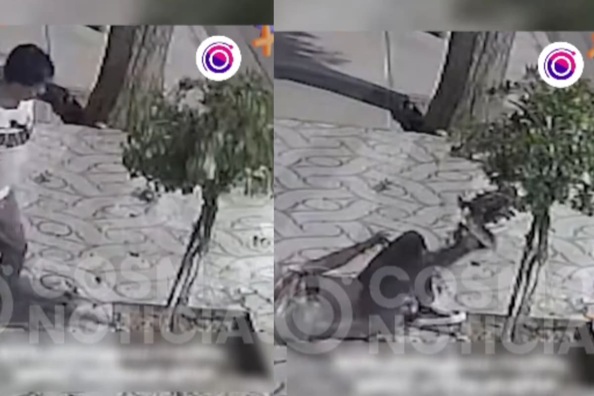 “Terminó en el piso”: Hombre en estado de ebriedad es captado peleando con un árbol… y perdiendo