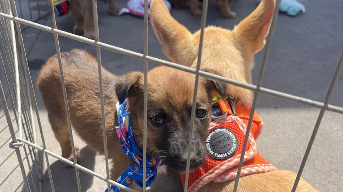 Casi 50 perritos esperan encontrar un hogar; lanzan campaña masiva de esterilización en Rosarito
