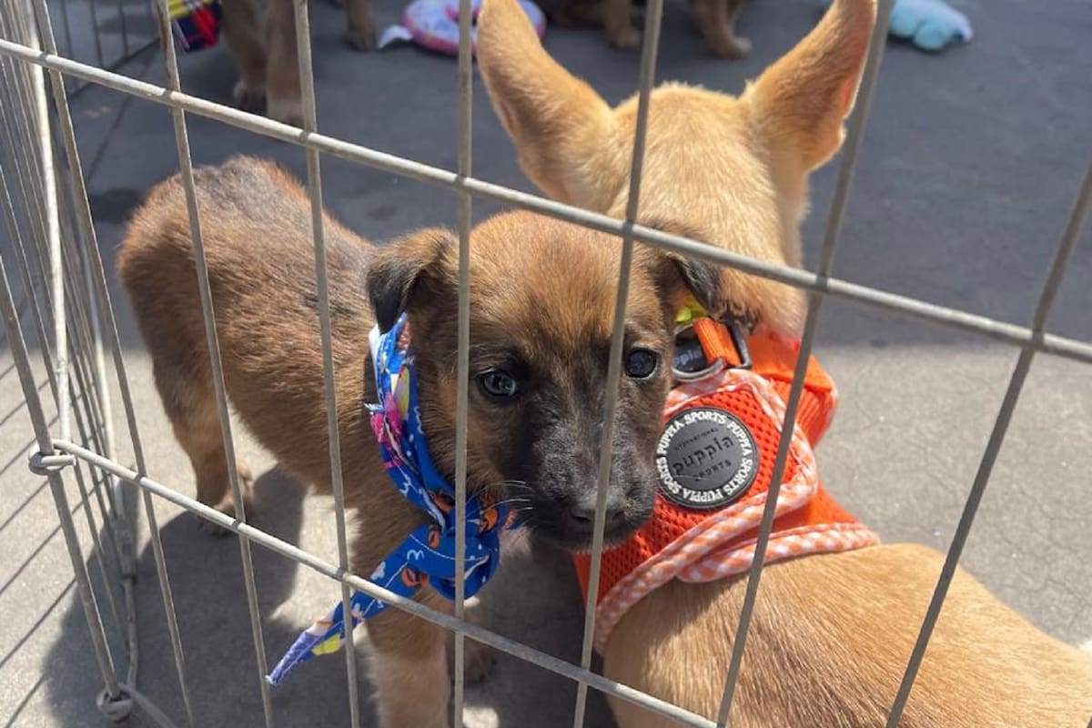 Casi 50 perritos esperan encontrar un hogar; lanzan campaña masiva de esterilización en Rosarito