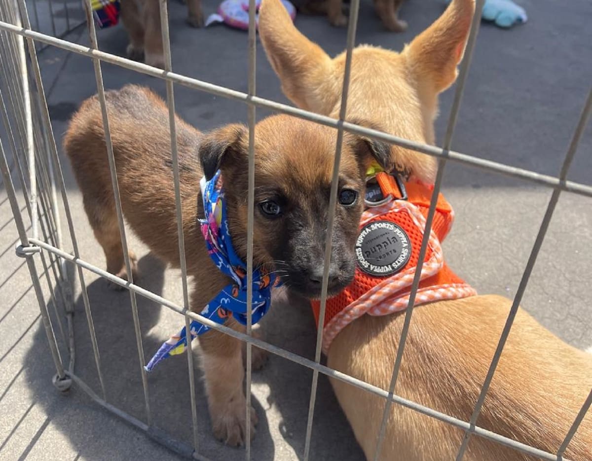 Autoridades de Rosarito impulsaron una feria de adopción y bienestar animal donde anunciaron jornadas gratuitas de esterilización, vacunación y concientización para combatir el abandono de mascotas. Foto: Carmen Gutiérrez
