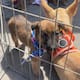 Casi 50 perritos esperan encontrar un hogar; lanzan campaña masiva de esterilización en Rosarito