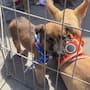 Casi 50 perritos esperan encontrar un hogar; lanzan campaña masiva de esterilización en Rosarito
