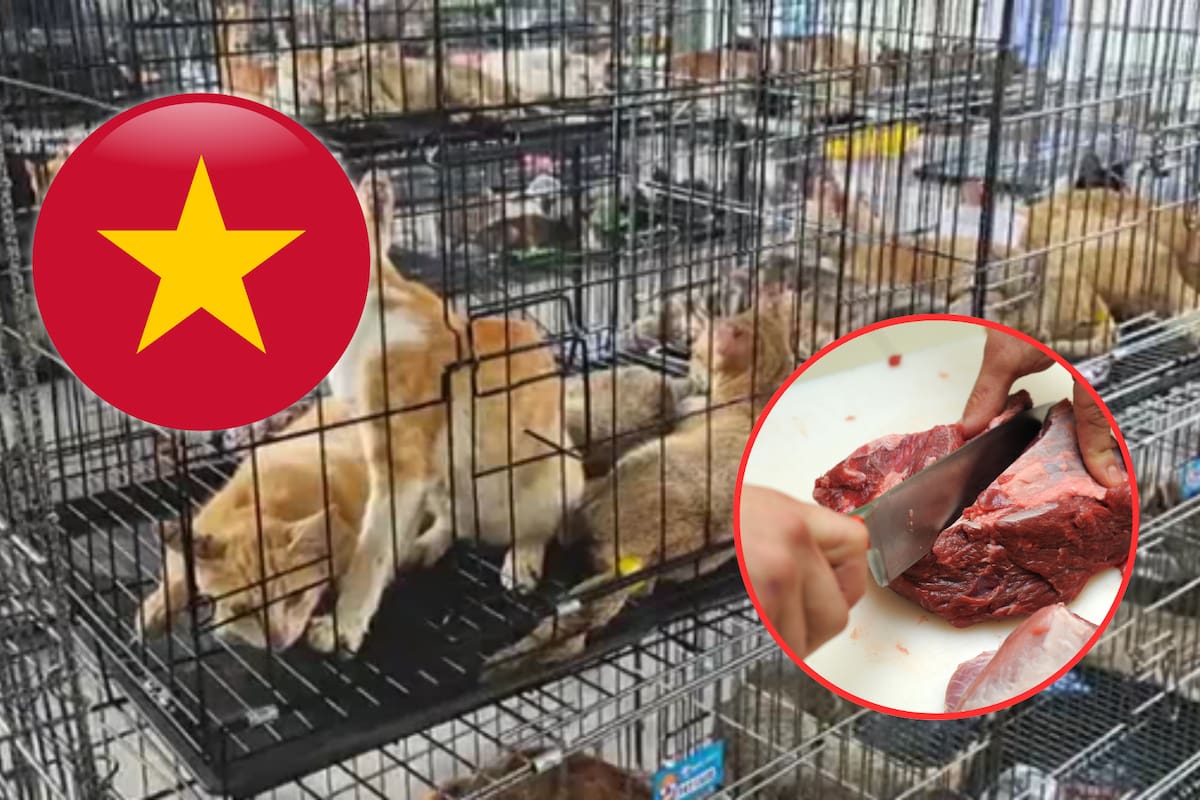 Rescatan a 400 gatos destinados al mercado ilegal de carne en Vietnam: Uno de los mayores decomisos de la historia en el sudeste asiático