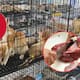 Rescatan a 400 gatos destinados al mercado ilegal de carne en Vietnam: Uno de los mayores decomisos de la historia en el sudeste asiático