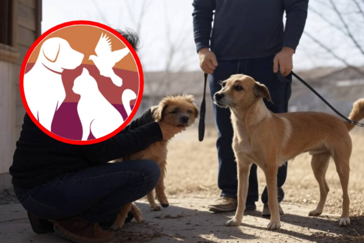 Rescatan a perros usados como guardianes en inmuebles abandonados en Hermosillo