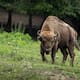 47 bisontes regresan a Cuatrociénegas tras 100 años