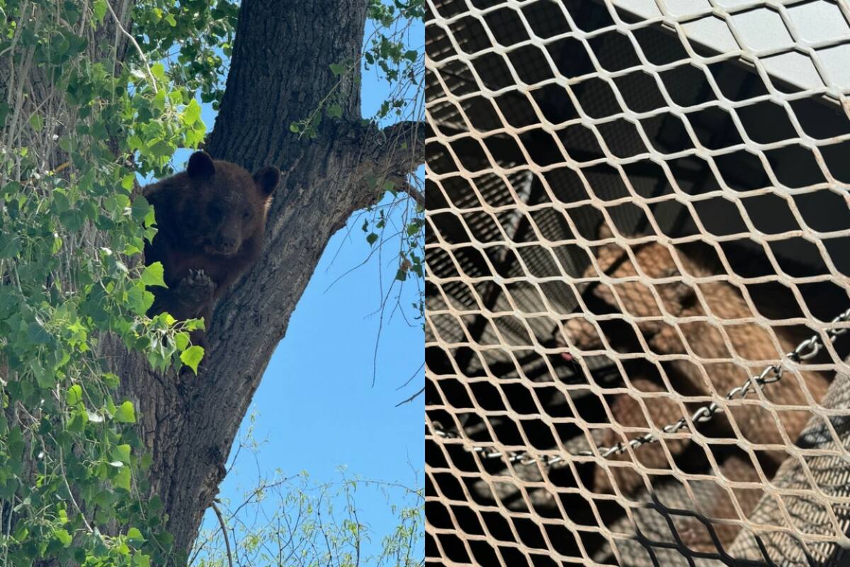 Capturan a oso en Nogales