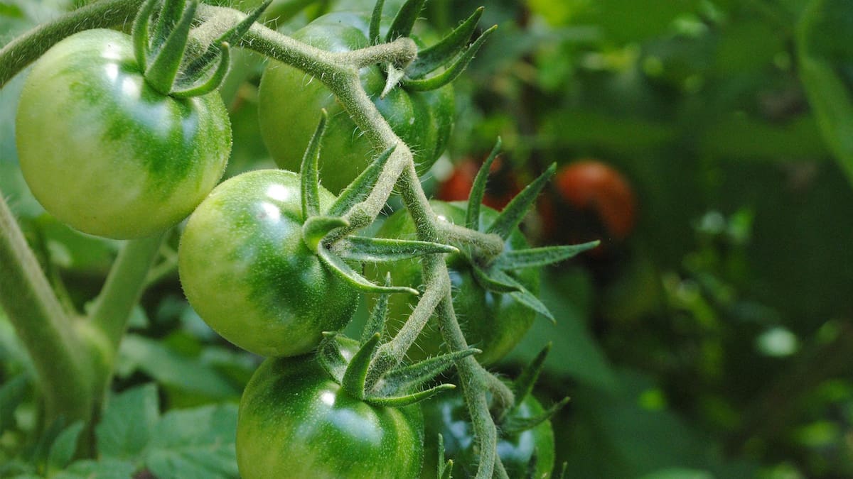 Los tomates pueden cultivarse en maceta, una alternativa para departamentos, balcones y terrazas. Foto: Pixabay