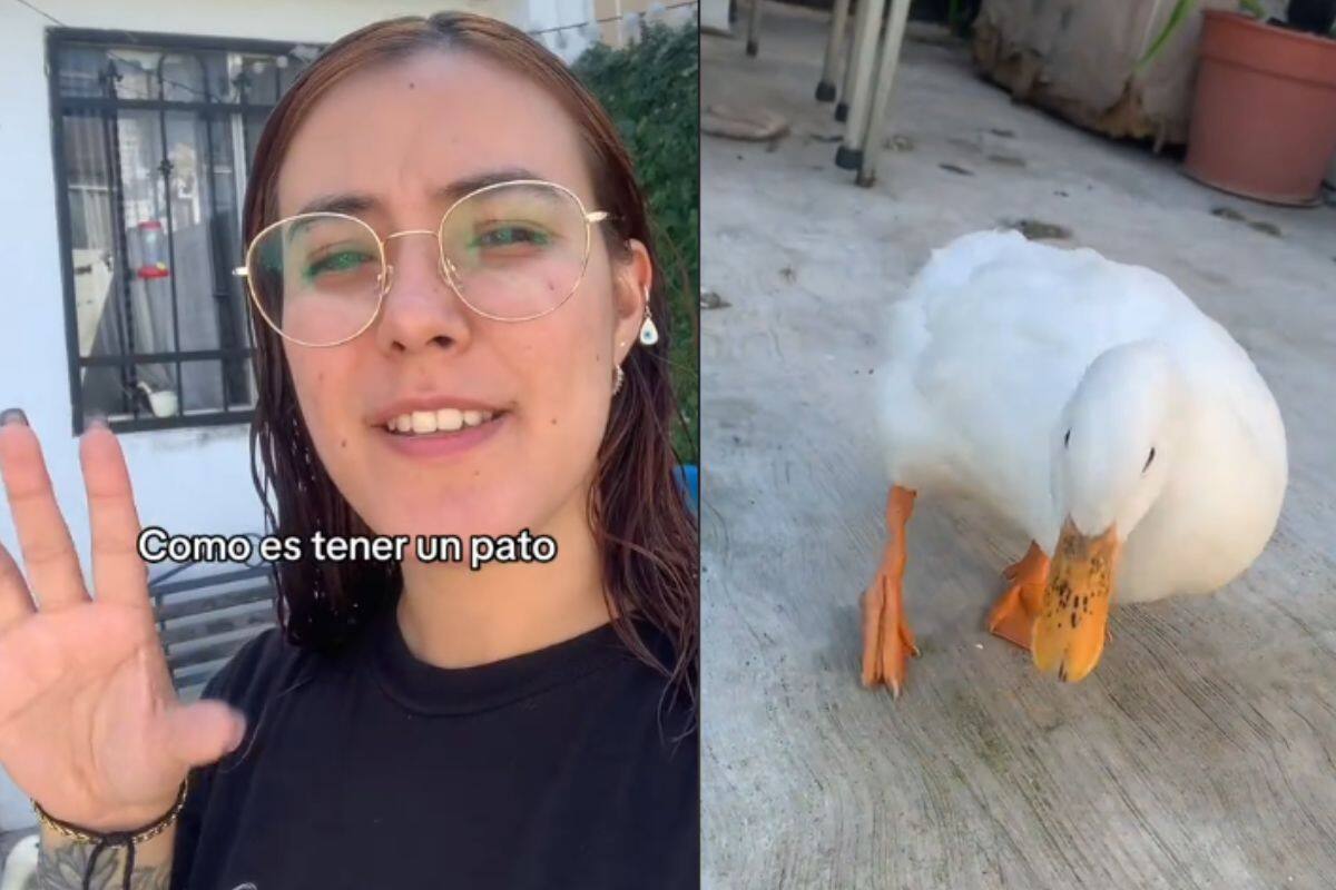 Mujer cuenta cómo es tener un pato como mascota y qué hay detrás de eso