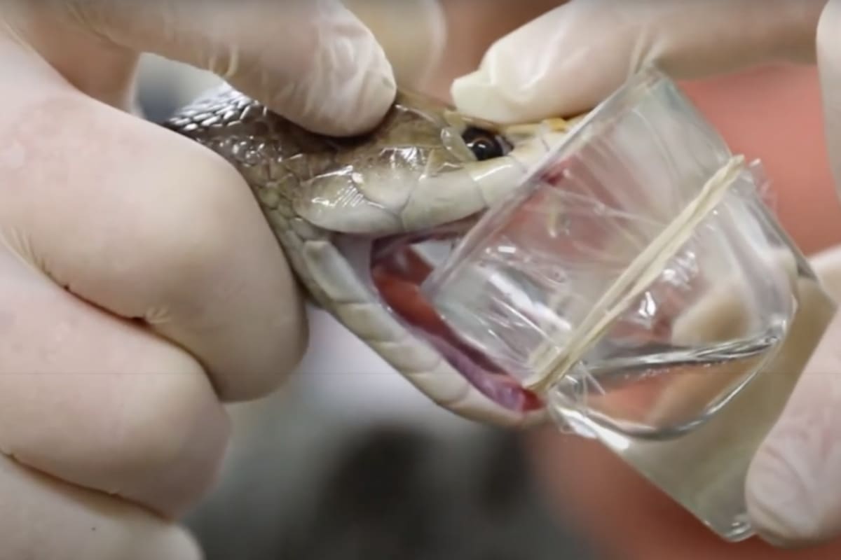 Serpiente produce una dosis récord de veneno