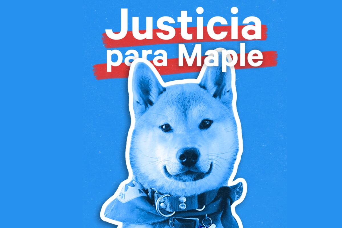Maple, perrito vuelve incinerado tras ser enviado a campamento en CDMX; su dueña exige justicia