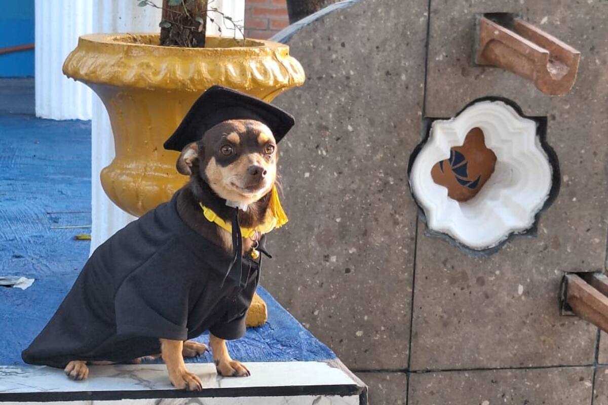 “Canelo”, el perrito que se graduó del Cecyteg en Guanajuato y conquistó las redes sociales