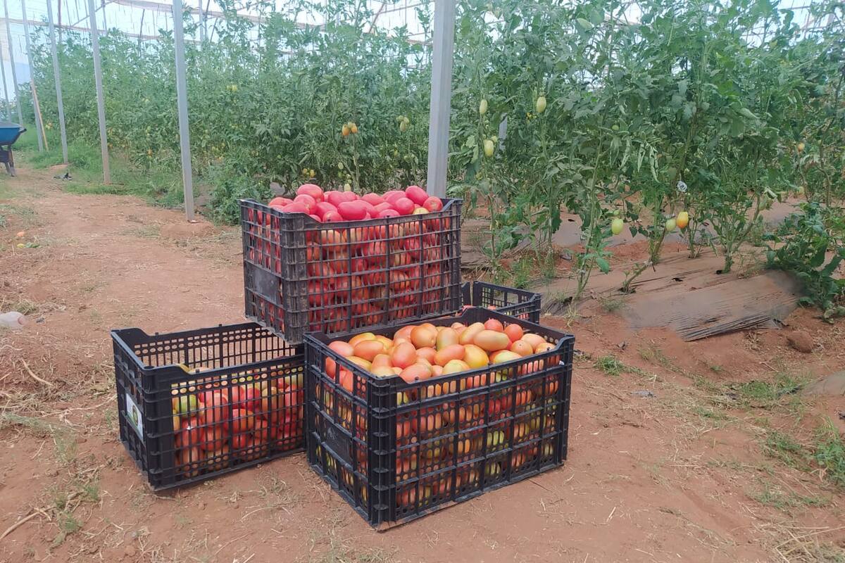 Positivas expectativas tienen productores de tomate de Sonora