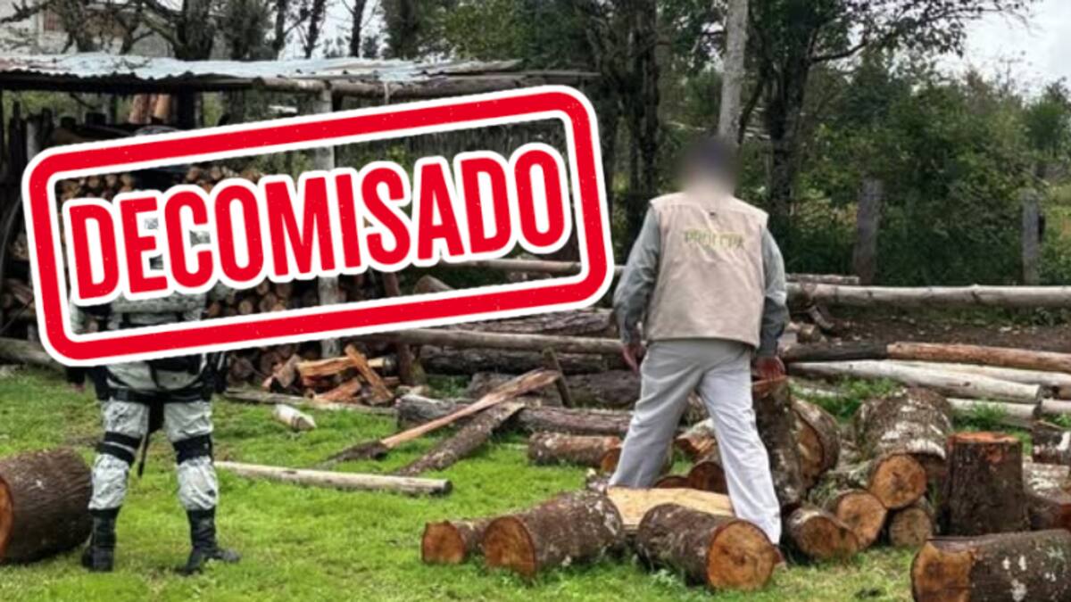 Bosques saqueados: Profepa y Guardia Nacional decomisan más de 2 mil m³ de madera ilegal en operativo en Hidalgo