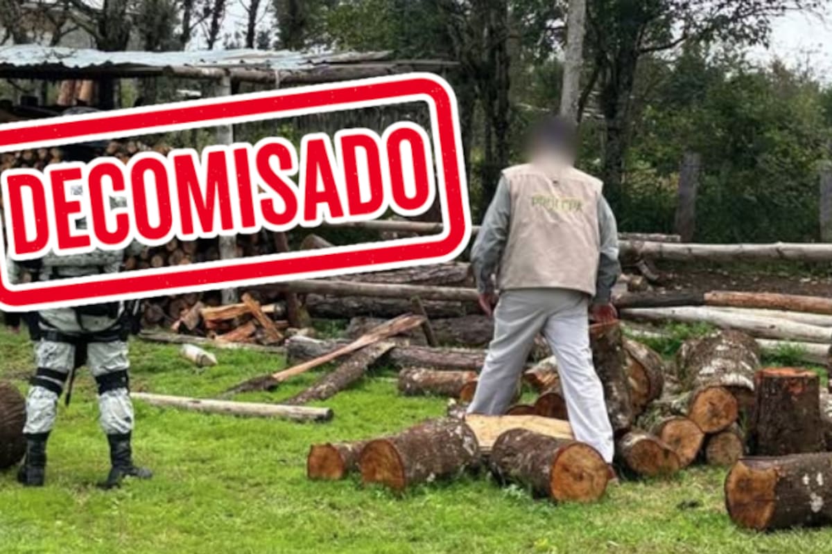 Bosques saqueados: Profepa y Guardia Nacional decomisan más de 2 mil m³ de madera ilegal en operativo en Hidalgo