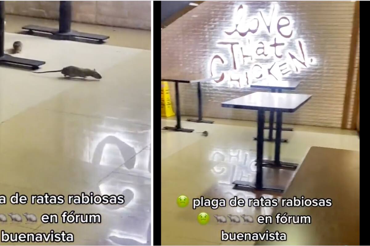 VIDEO: Ratas pasean en restaurante de la Plaza Forum Buenavista de la CDMX
