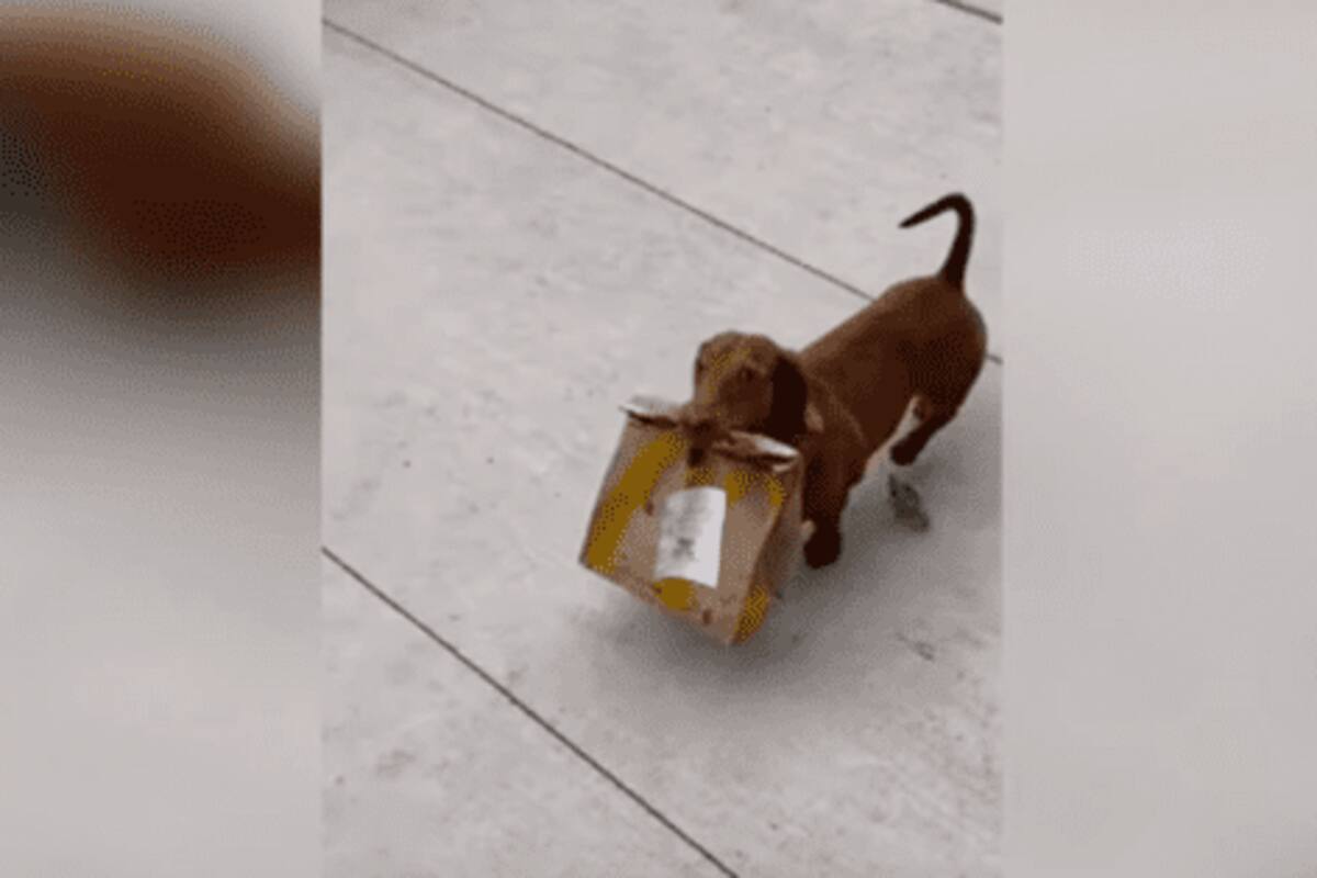 Consigue perro trabajo de repartidor