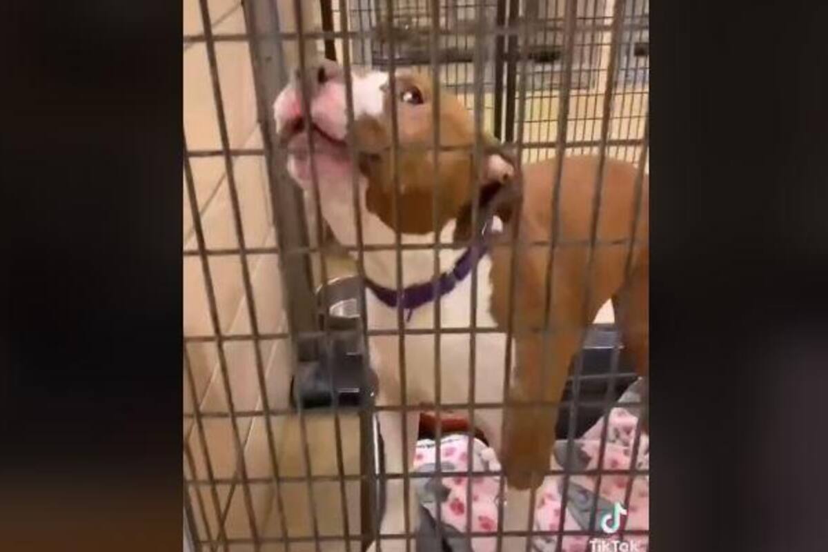 Joven decide adoptar a un perro y la reacción del animal se viraliza en TikTok