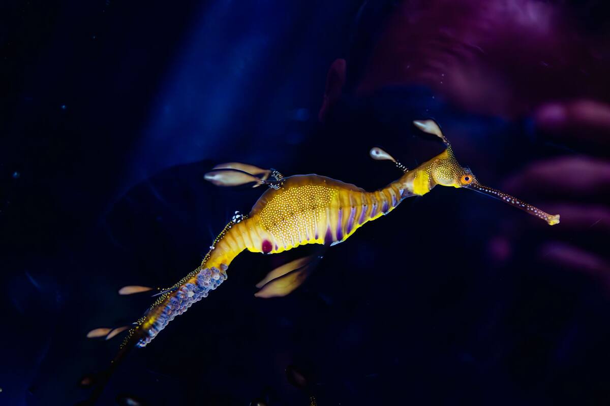 Birch Aquarium recibe 70 bebés dragones marinos