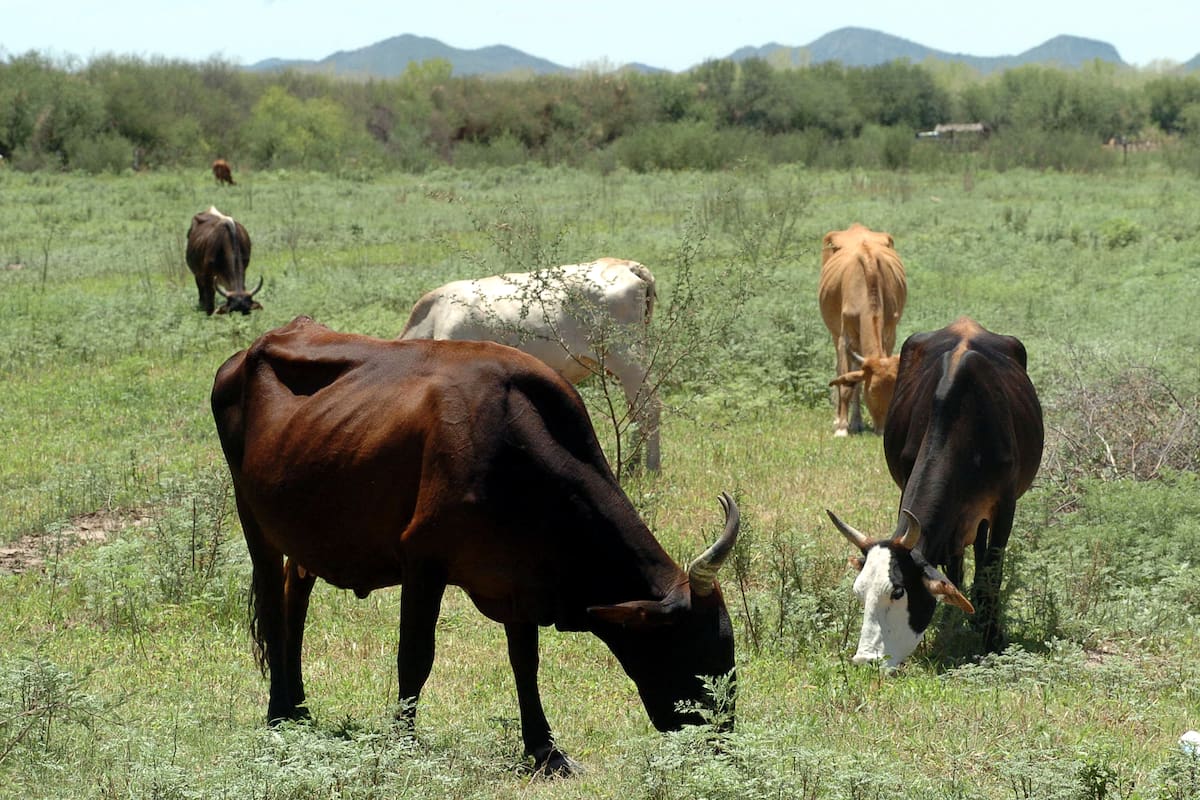 Sigue crisis de ganaderos de Sonora pese a lluvias