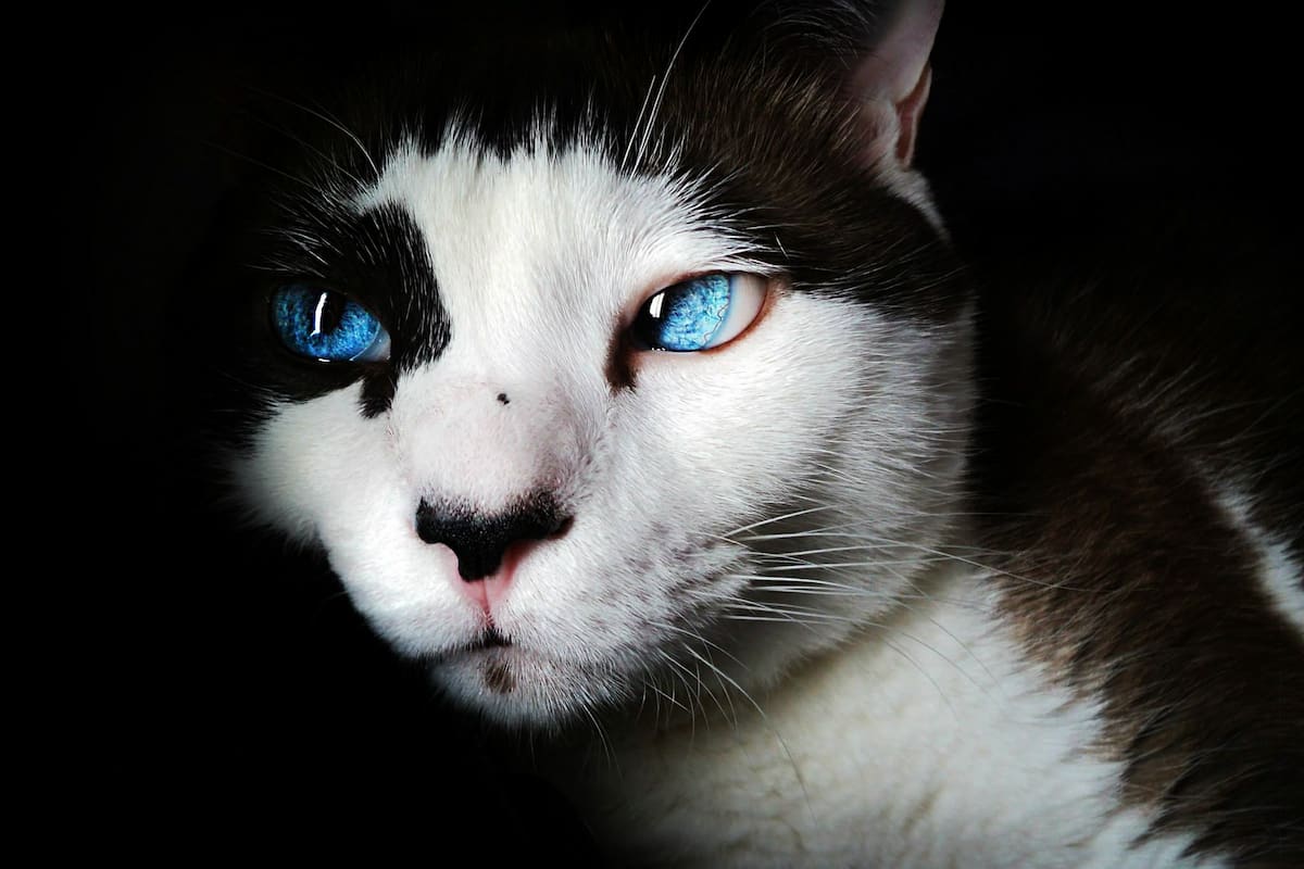 Los gatos sobreviven más a una mordedura de serpiente venenosa que los perros